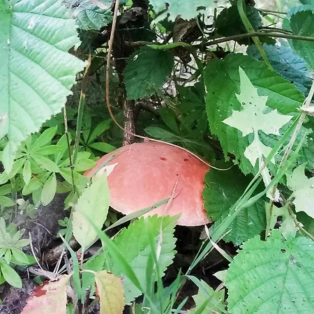 Ostoja Szmana Nyaraló *