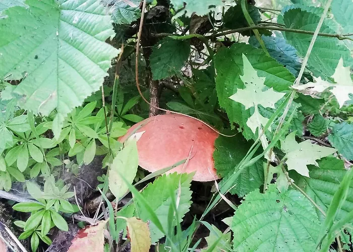 Ostoja Szmana Σπίτι διακοπών *